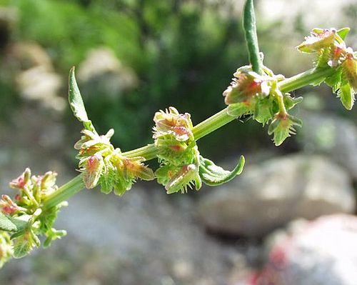 Rumex pulcher